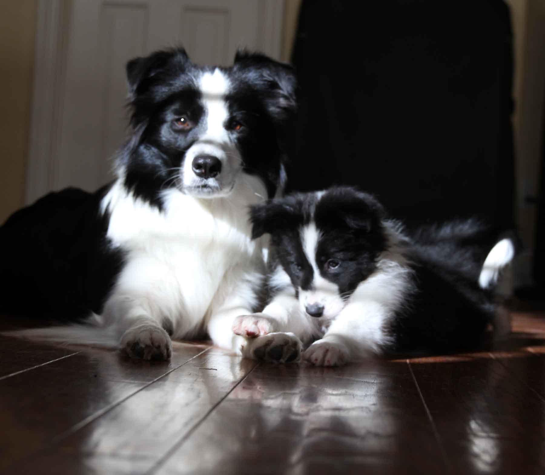 available border collies