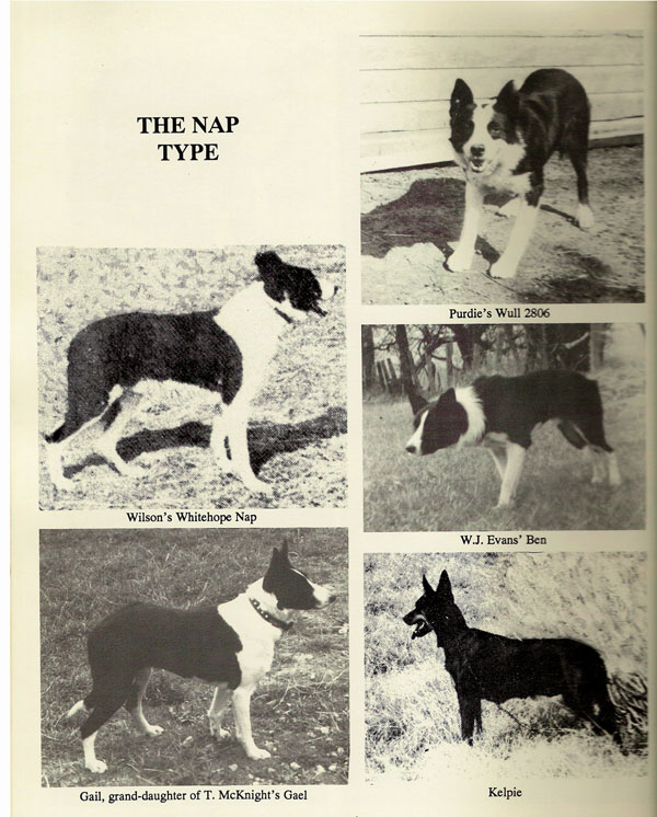 Collie for Sale: Lassie and the Birth of Modern Marketing – American Kennel  Club