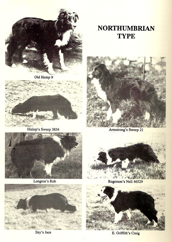 original border collie