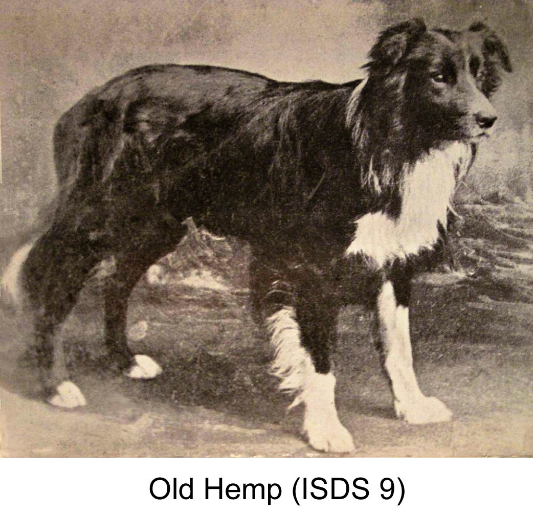 About The Breed: Border Collie